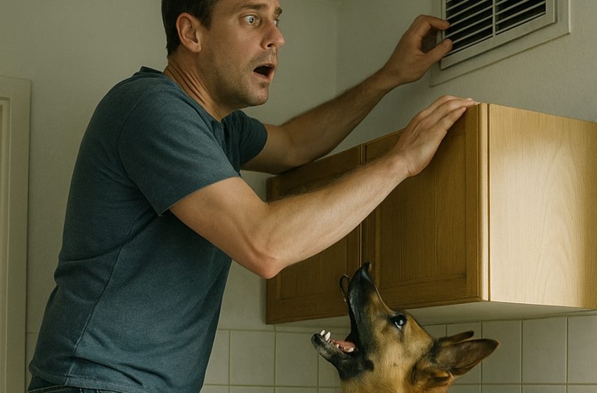 Ο σκύλος μου άρχισε να συμπεριφέρεται παράξενα και να σκαρφαλώνει σε ένα ψηλό ντουλάπι, γρυλίζοντας δυνατά. Στην αρχή πίστευα ότι είχε χάσει το μυαλό της, μέχρι που παρατήρησα την αιτία της αλλαγής στη συμπεριφορά της.