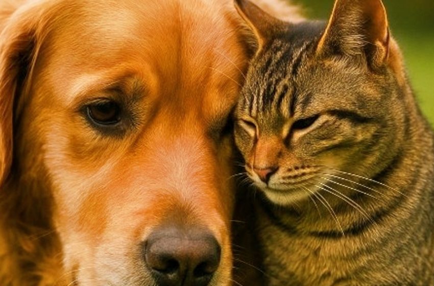  Άστεγος με χρυσή καρδιά: πώς μια γάτα αναζητούσε τον ιδιοκτήτη της, αλλά βρήκε ολόκληρη οικογένεια. Μια ιστορία που έκανε εκατομμύρια ανθρώπους να δακρύσουν.